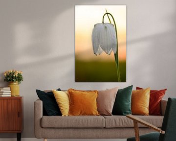 Snake's Head Fritillary close up in a meadow during sunset by Sjoerd van der Wal Photography