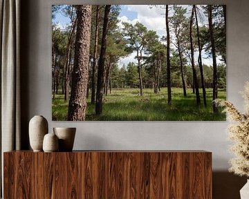 Loonse and Drunense Dunes National Park by Richard Wareham
