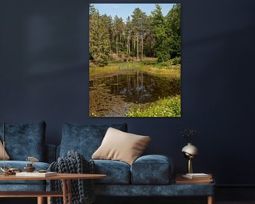 Kalmthoutse Heide border park by Richard Wareham