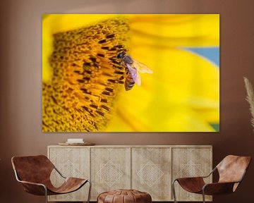 De zonnebloem - koningin der bloemen met een bezige bij