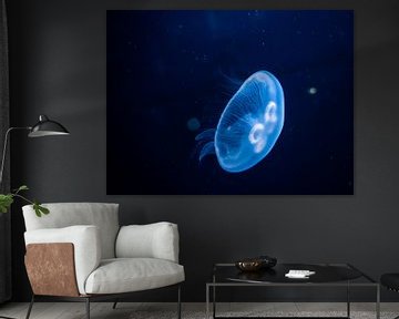 Qualle im Meer von Mustafa Kurnaz