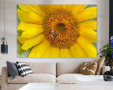 De zonnebloem - koningin der bloemen met een bezige bij