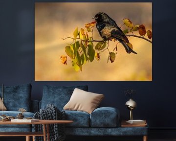 fork-tailed drongo sur Meleah Fotografie