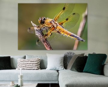 Golden dragonfly - Elegant queen of the skies
