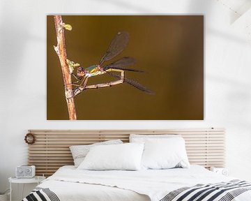 Libelle legt eieren