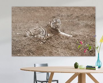Siberian tiger in sepia. by Jose Lok