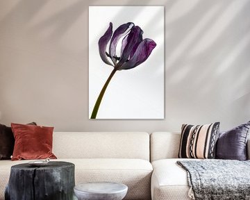 Tulipe violette séchée sur Hanny Andela - Andelafotografie