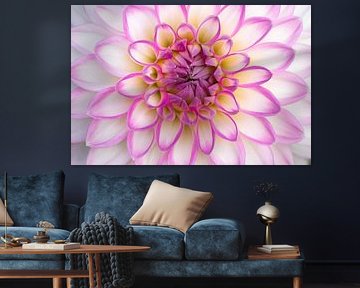 Le dahlia boule rose tendre en pleine floraison montre le printemps sous son plus beau jour