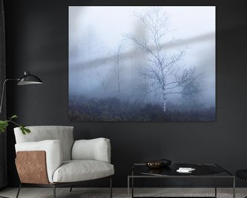 Berken dromen van Anselm Ziegler Photography