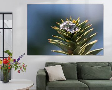 Araucaria in de winter met ijs en verborgen lieveheersbeestje van Your Happy Life