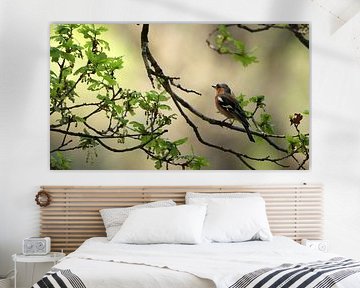 Pinson (chaffinch)
