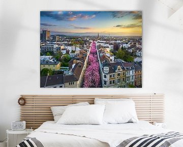 Kirschblüten in Bonn, Deutschland von Michael Abid