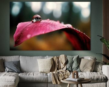 Waterdruppels op een rood blad van Frank Heinz