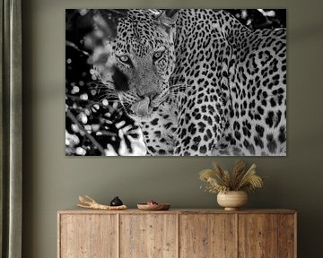 Leopard, schwarz-weiß von Jane-Beverly Dughera
