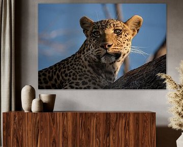 Leopard auf Baum von Jane-Beverly Dughera