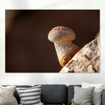 Waarom is er een paddenstoel in het bos?