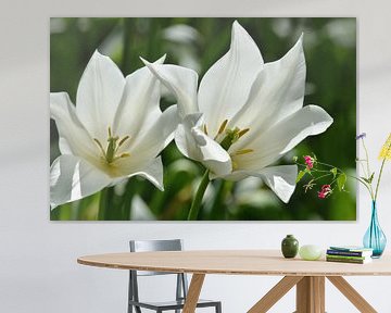 Tulpen van Violetta Honkisz