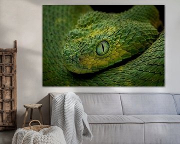 Groene adder van Matthias Spartz