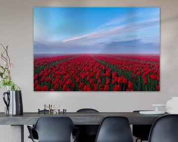 rode tulpen