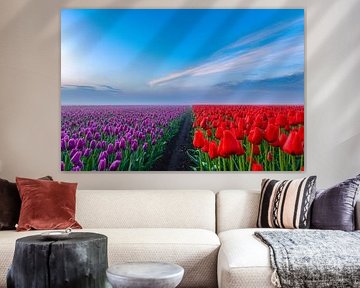 strijd tussen de tulpen