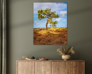 Un arbre solitaire sur Vlieland