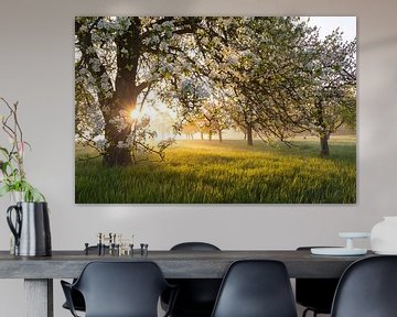 Birnbaum - Frische Blüte, Morgenlicht, Bodennebel… einfach magisch! von Jiri Viehmann