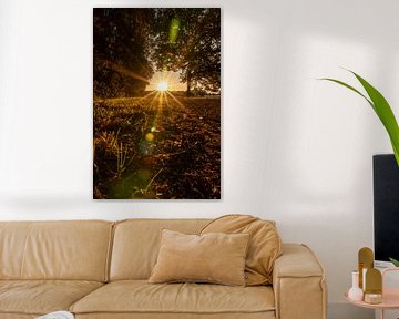 Romantic evening sun in the enchanted forest