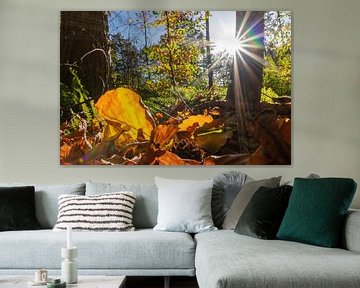 Romantic evening sun in the enchanted forest