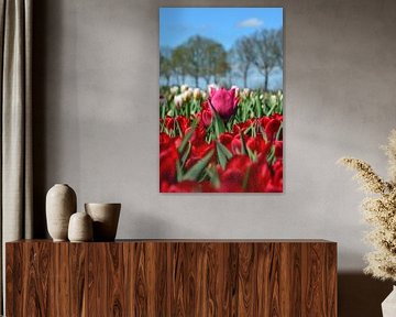 Tulips by Henriette Tischler van Sleen