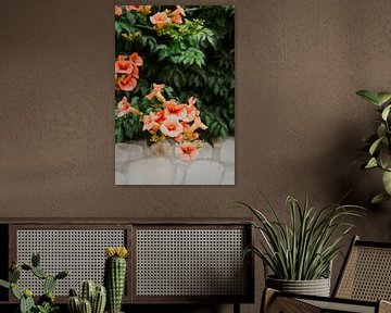 Summer bloomers - An Ode to Southern European Gardens by Dixy Kracht