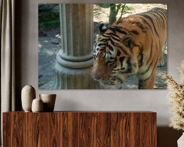 Tijger die voorbij loopt van Marco Theunissen