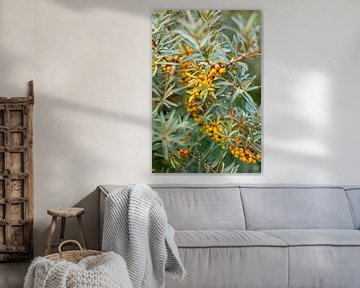 Duindoorn | Nederland | augustus | foto van de natuur van Rebecca van der Schaft