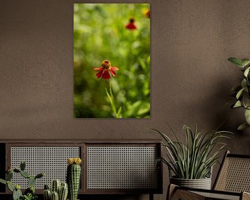Summer flowers | Netherlands | August | photo of nature by Rebecca van der Schaft
