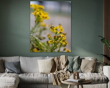 Summer flowers | Netherlands | August | photo of nature by Rebecca van der Schaft
