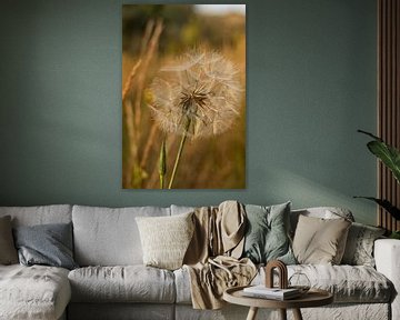 Uitgebloeide paardenbloem – het poëtische moment tussen bloei en beweging | Nederland | natuurfotografie van Rebecca van der Schaft