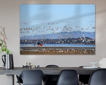 Snow geese on the river by Claude Laprise