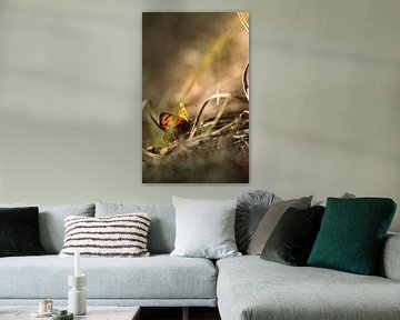 Petit papillon de feu