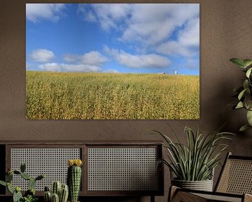 A field of oats in summer by Claude Laprise