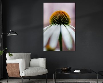Echinacea van Annemarie Veldman