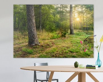 Lever de soleil dans la forêt de Rhenen sur Max ter Burg Fotografie