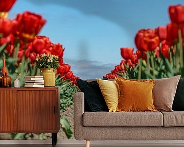 Tulpenzwiebelfeld im Flevopolder.