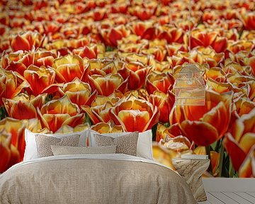 Tulpenzwiebelfeld im Flevopolder.