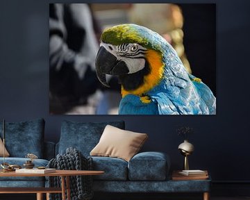 The look of a parrot bird