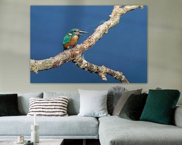 ijsvogel met vis