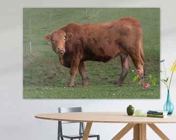 Sterke rood bruine koe wandeld in de groene weide van Monique Zielman