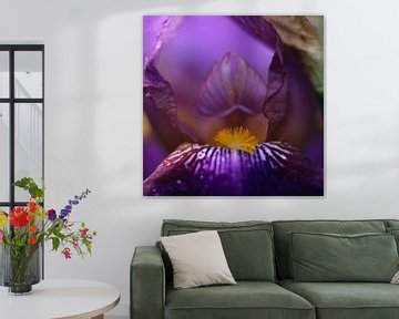 Iris, iris germanica van Helmut Neumann Blütenfotografie