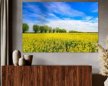 Bloeiend geel koolzaad in de lente