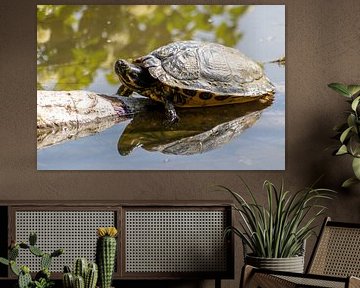 Tortue d'eau décontractée prenant un bain de soleil sur Your Happy Life