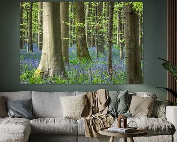 Het hyacintenbos van Hallerbo van Jürgen Schmittdiel Photography