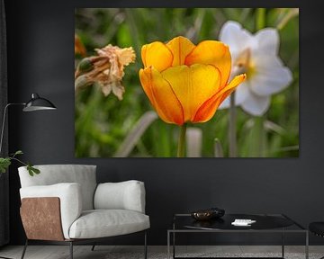 Een felle plons kleur in de lentetuin
